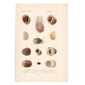 c. 1836 SEA SHELL ENGRAVING print original antique rare sea life ocean marine beach print