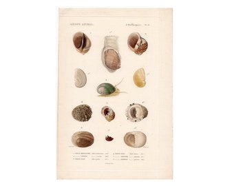 Puede incluir: Una ilustración vintage de 12 conchas diferentes. Las conchas están dibujadas en detalle con acuarela y están numeradas. La imagen se titula "Conchas de animales" y es de un libro publicado en 1840.