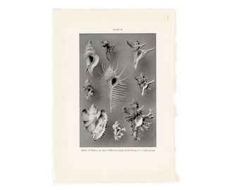 MUREX MUSCHEL vintage print c. 1934 • original vintage Lithographie • Meeresschnecken • Meeresschnecke