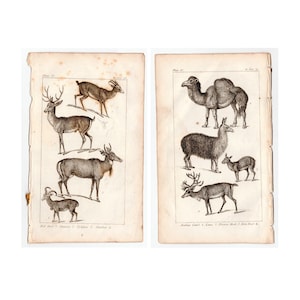 c. 1814 RUMINANT ANIMALS engravings • set of of 2 original antique print s• antique animal print • camel llama musk reindeer deer chamois