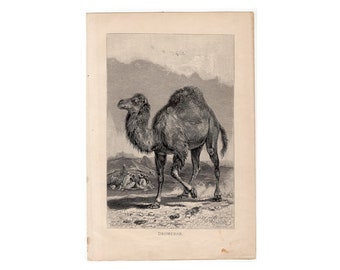 c. 1894 CAMEL DROMEDARY lithograph • original antique print - Asian animal print - dromedary print • one humped camel • hump day print