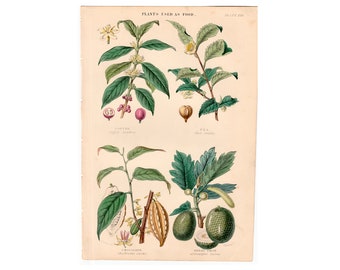 H. 1857 ESSBARE PFLANZEN Lithographie • original vintage Druck • Futterpflanzen • Kaffee, Tee, Schokolade und Brotfrucht