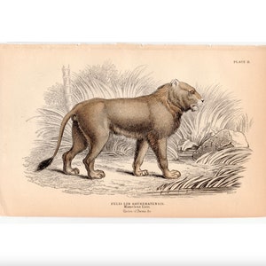 c. 1843 MANELESS LION engraving - original antique print - African safari animal - Jardine animal print - wild cat print • hand colored