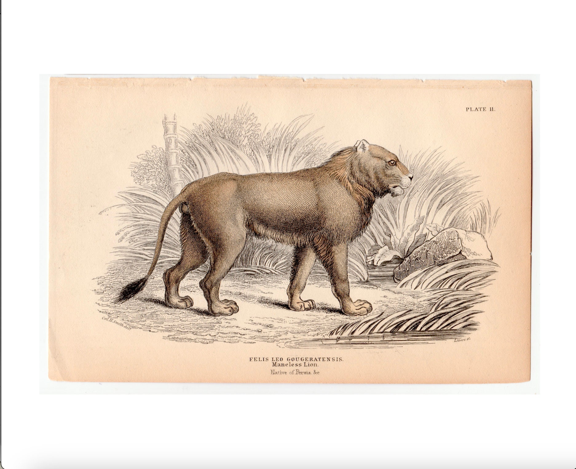 C. 1843 MANELESS LION Engraving - Original Antique Print - African
