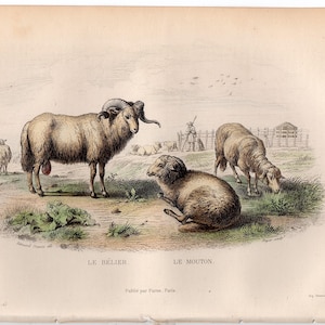 c. 1858 SHEEP engraving • original antique print • domesticated ruminant animal print • mutton print • woollyback print • 10.25 x 6.5&quot;