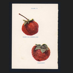 c. 1905 STRAWBERRY FRUIT PRINT - original antique print - small botanical print - strawberries print - antique fruit print