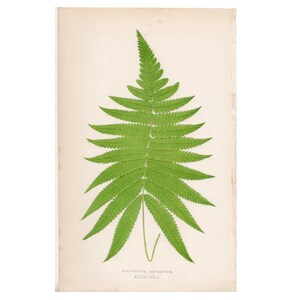 c. 1872 FERN lithograph • original antique print • Lowe botanical print • green ferns print • fern frond print • fern print