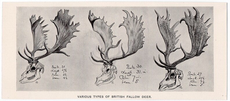 C. 1904 SKULLS & HORNS ANTLERS Print • Original Antique Print • Animal ...