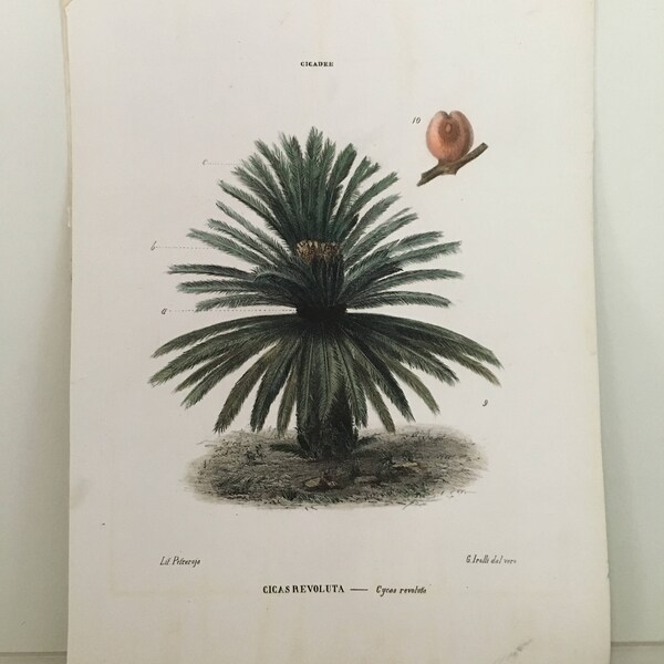 1872 SAGO PALM lithograph • original antique print • vegetable fruit flower botanical lithoraph - cycas