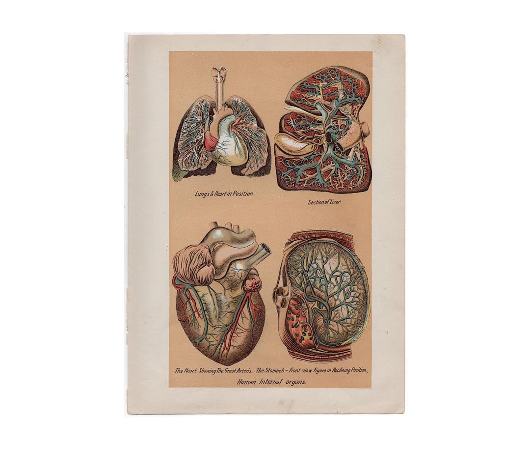 C. 1903 INTERNAL ORGANS Print • Original Antique Print • Human Anatomy ...