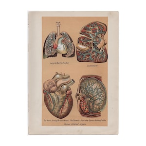 c. 1903 INTERNAL ORGANS print • original antique print • human anatomy print • medical illustration • body parts • heart lungs stomach liver