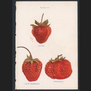c. 1899 STRAWBERRY FRUIT PRINT - original antique print - small botanical print - strawberries print - antique fruit print