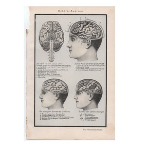 May include: A vintage anatomical illustration of the human brain with labels in German. The image shows the brain from different angles, including a top view, a side view, and a cross-section. The labels identify different parts of the brain, such as the cerebrum, cerebellum, and brainstem.