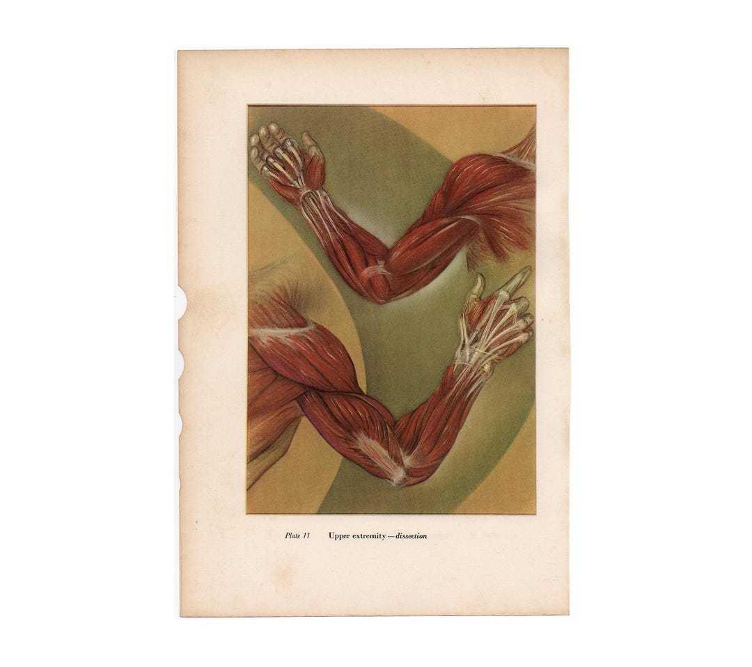 C 1951 ARMS Lithograph • Original Vintage Print • Human Anatomy Print ...