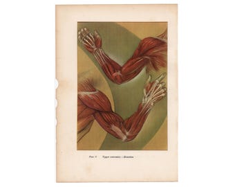c 1951 ARMS lithograph • original vintage print • human anatomy print • medical illustration • arm muscle anatomy • human upper limbs print