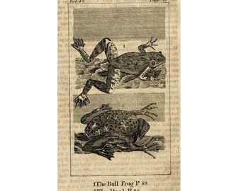 C. 1808 FROG print • original antique print • amphibian print • toad print • ranidae print
