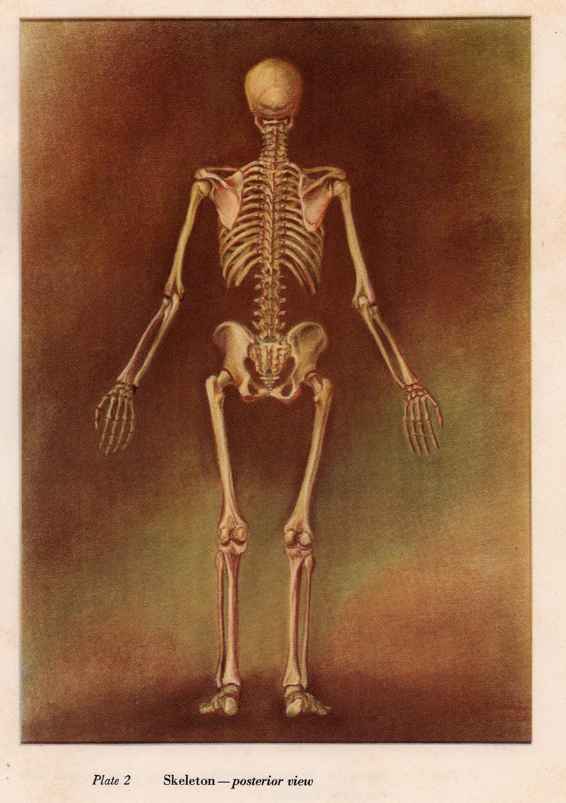 C 1951 SKELETON Lithograph • Original Vintage Print • Human Anatomy ...