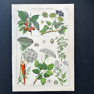 19thC ANTIQUE BOTANICAL lithograph - original antique print • flower print • antique botany - garden print •