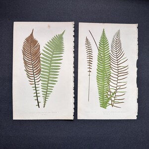 c. 1872 FERN lithographs • set of 2 original antique prints • Lowe botanical print • green ferns print • fern frond print • fern prints