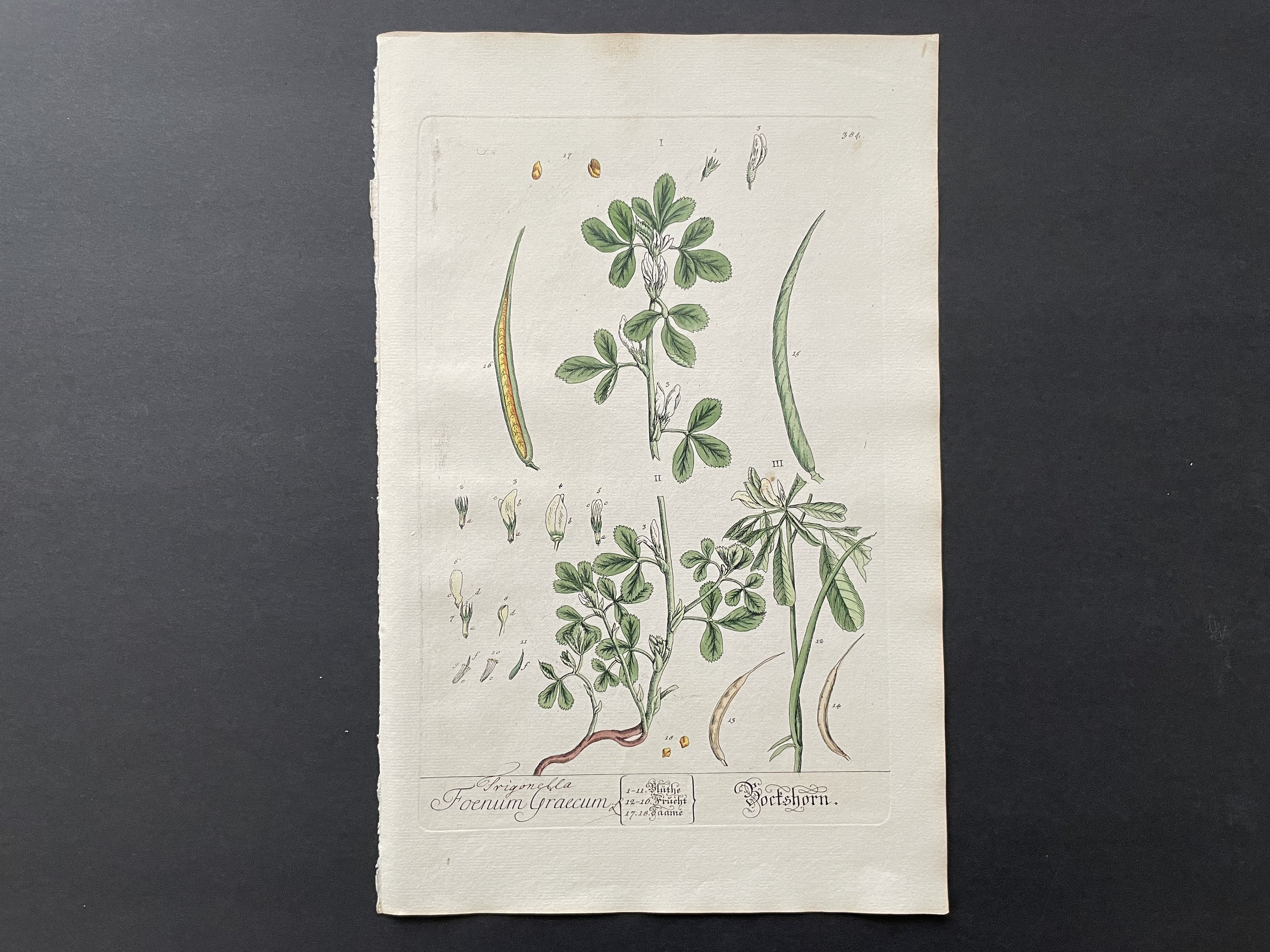 c. 1757 TRIGONELLA print • original antique print • herbal medicine print • botany print • medicinal botanical print • Blackwell printthumbnail