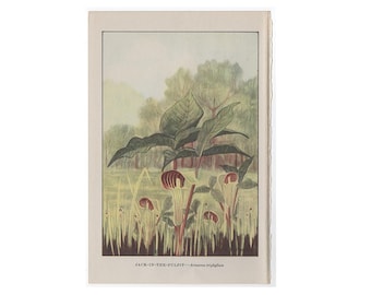 Jack in A Pulpit Flower 1950s Vintage Cottage Botanical Lithograph