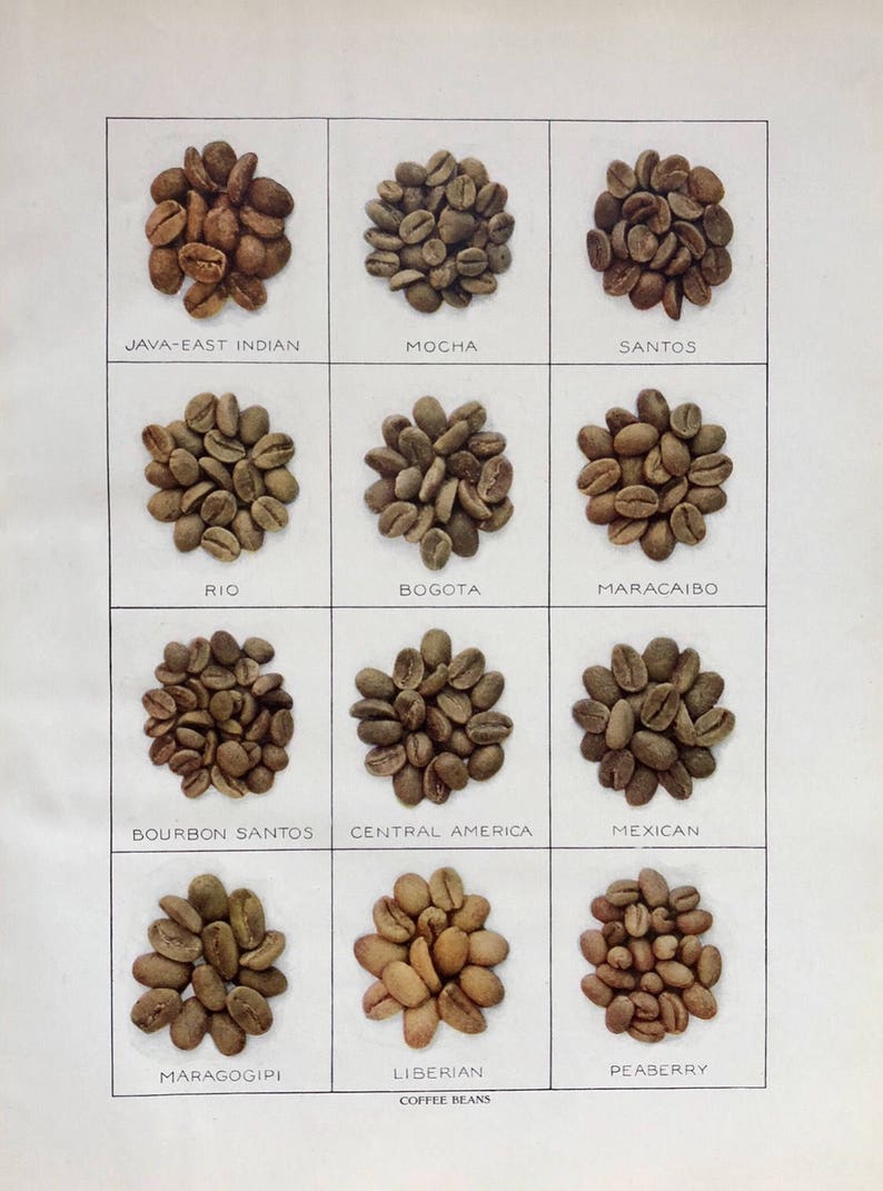 mocha coffee shop coffee print kitchen art java c 1911 COFFEE BEANS print original antique print lithograph coffee lover