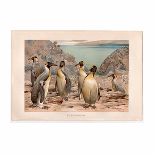 EXTINCT!  c. 1894 GIANT PENGUINS lithograph - original antique print • penguin print •  Pachydyptes ponderosus - Antarctic bird print