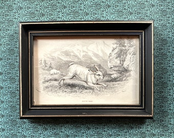 c. 1845 FRAMED WHITE HARE engraving • original antique print • rabbit print • bunny • lepus print • Jardine animal print • Easter • rabbits