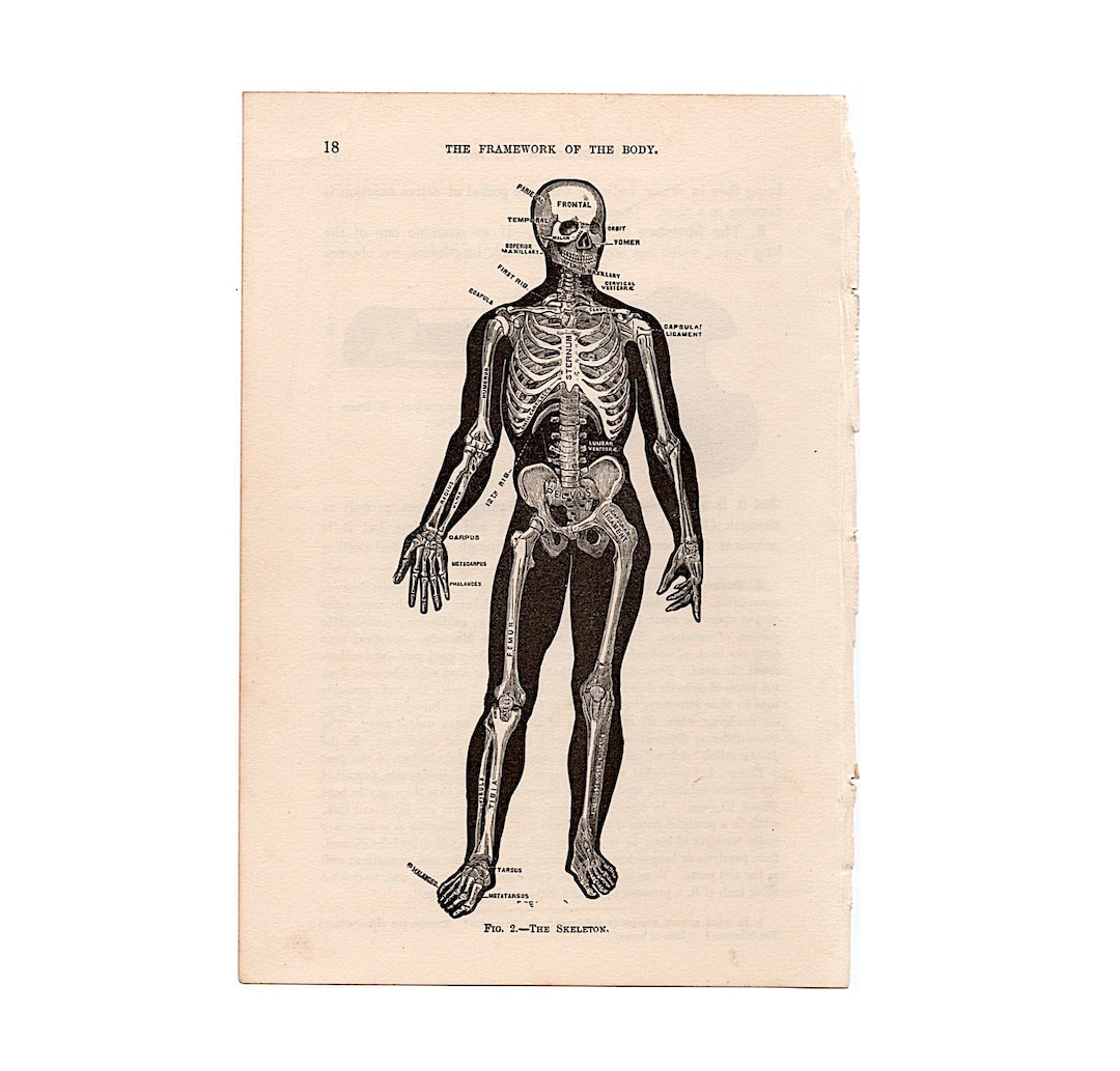 C. 1887 HUMAN SKELETON Lithograph • Original Antique Print • Human ...