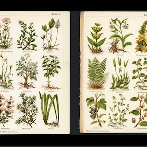 c. 1902 MEDICINAL PLANTS lithographs • set of 2 original antique prints • botanical prints • medicinal herbs • healing plants • botany print