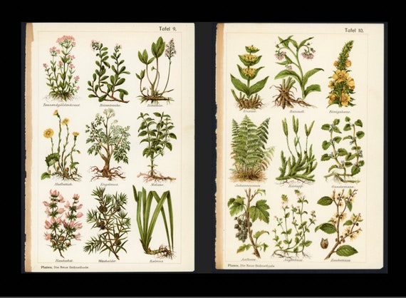 C. 1902 MEDICINAL PLANTS Lithographs • Set of 2 Original Antique