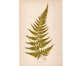 c. 1872 FERN lithograph • original antique print • Lowe botanical print • green ferns print • fern frond print • fern print