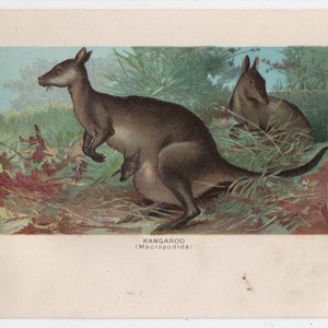 Kangaroo - c. 1895 ANTIQUE ANIMAL lithograph - Australian animal - original antique marsupial animal lithograph print