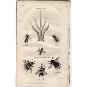 antique print - HONEY BEES PRINT c. 1805 - original antique insect print - Shaw and Nodder apis print