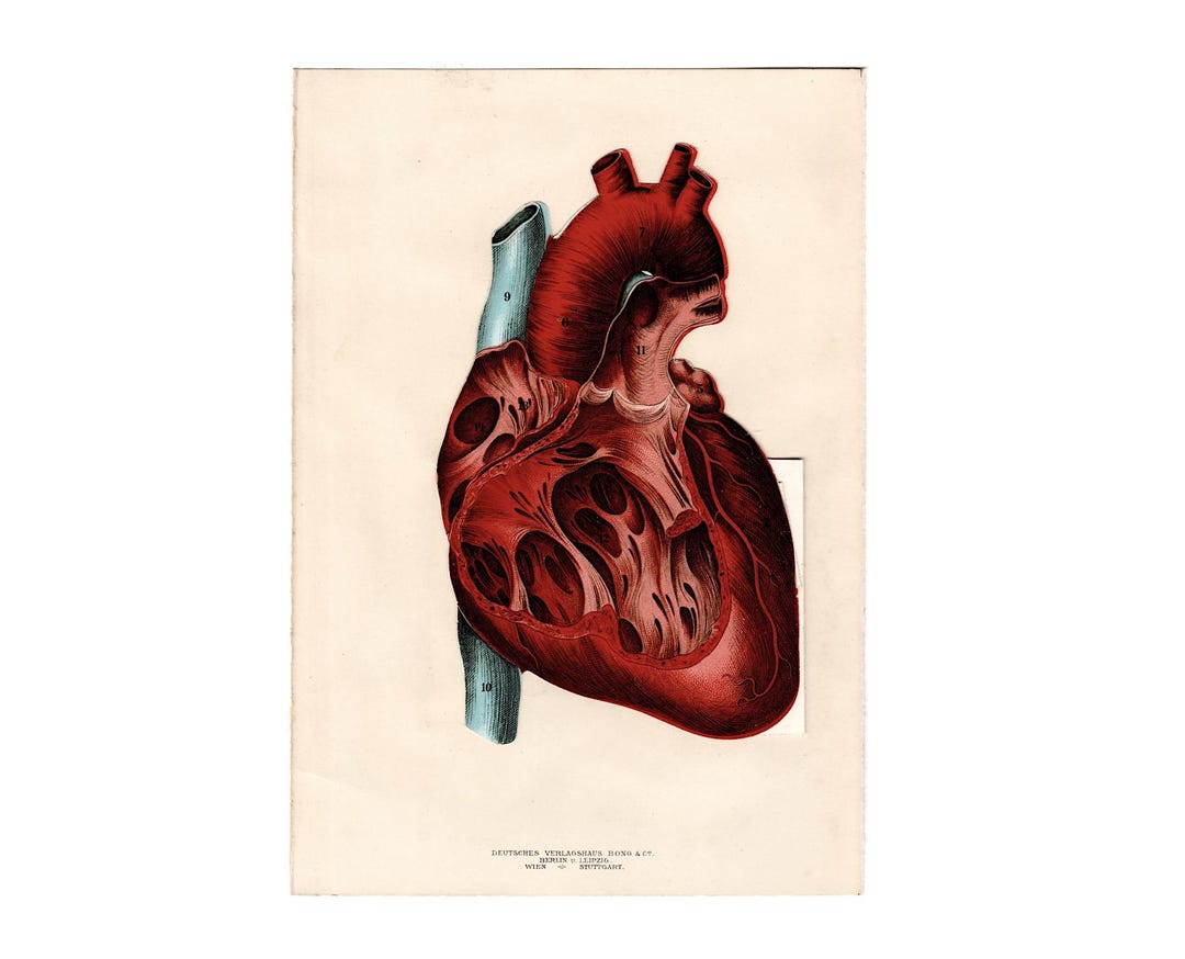 C. 1902 HEART ANATOMY Lithograph • Original Antique Print • Interactive ...