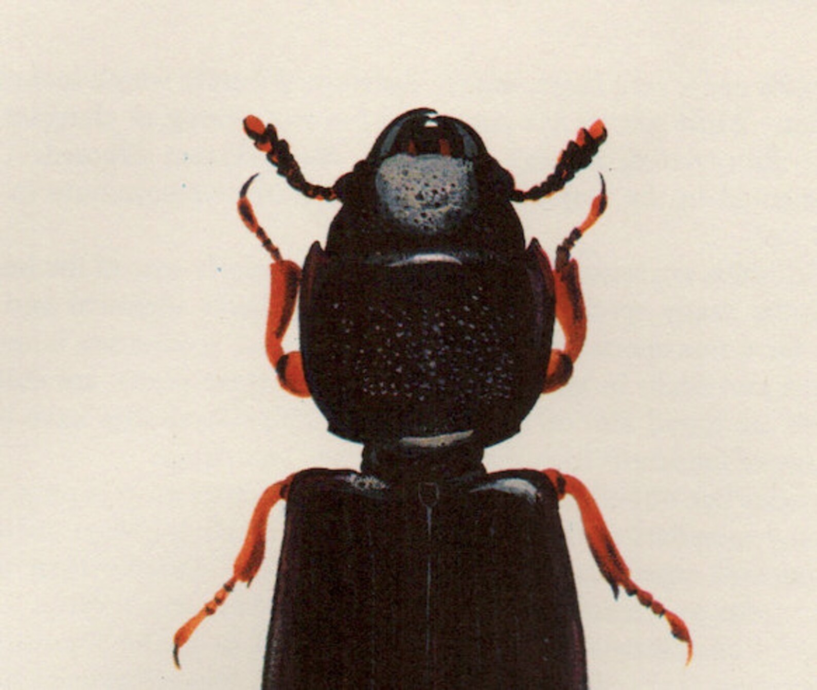 Vintage Print BEETLE PRINT C. 1964 Original Vintage Insect - Etsy
