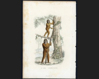 H. 1837 Schimpanse & Orang-Utan • original vintage • handkolorierter Kupferstich • Primatendruck • Affendruck •