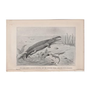 c. 1892 DINOSAUR • CROCODILE BELODON lithograph • original antique print • prehistoric animals • sandstone era period • paleo art • extinct!