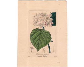 1836 FLOWER ENGRAVING by Bessa - white flowers original antique botanical engraving print - volkameria fragrans