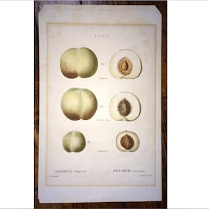 c. 1819 PEACHES engraving • rare original antique print • by Redoute & Bessa • hand colored fruit print • persica vulgaris • pecher commun