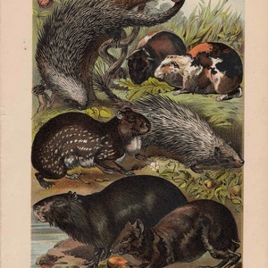c. 1880 PORCUPINE AGOUTI PIG lithograph original antique print wild life mammal zoology print animal habitat guinea agouti capybara image 2