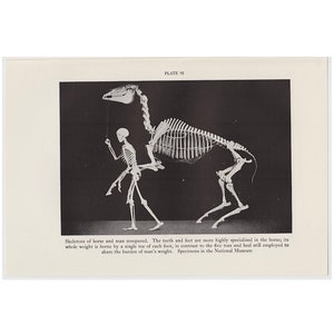 c. 1934 HORSE & MAN SKELETONS lithograph • original vintage print • comparative anatomy - specimens from the Smithsonian Museum-