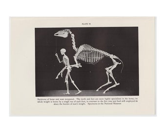c. 1934 HORSE & MAN SKELETONS lithograph • original vintage print • comparative anatomy - specimens from the Smithsonian Museum-