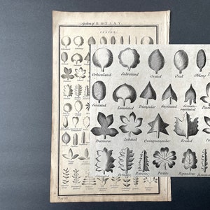 c. 1790 SHAPES OF LEAVES engraving  • original antique print • Linnaeus Orders of Flowers • antique botanical • botany print • leaf shapes