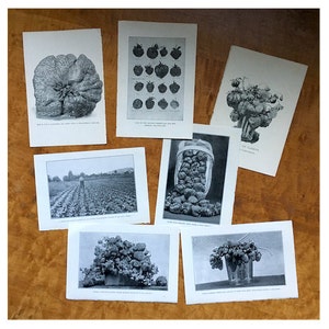 C. 1905 STRAWBERRIES - set of 7 strawberry lithographs - berry fruit botanicals - original antique prints - miniature black & white art