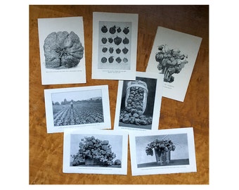 C. 1905 STRAWBERRIES - set of 7 strawberry lithographs - berry fruit botanicals - original antique prints - miniature black & white art