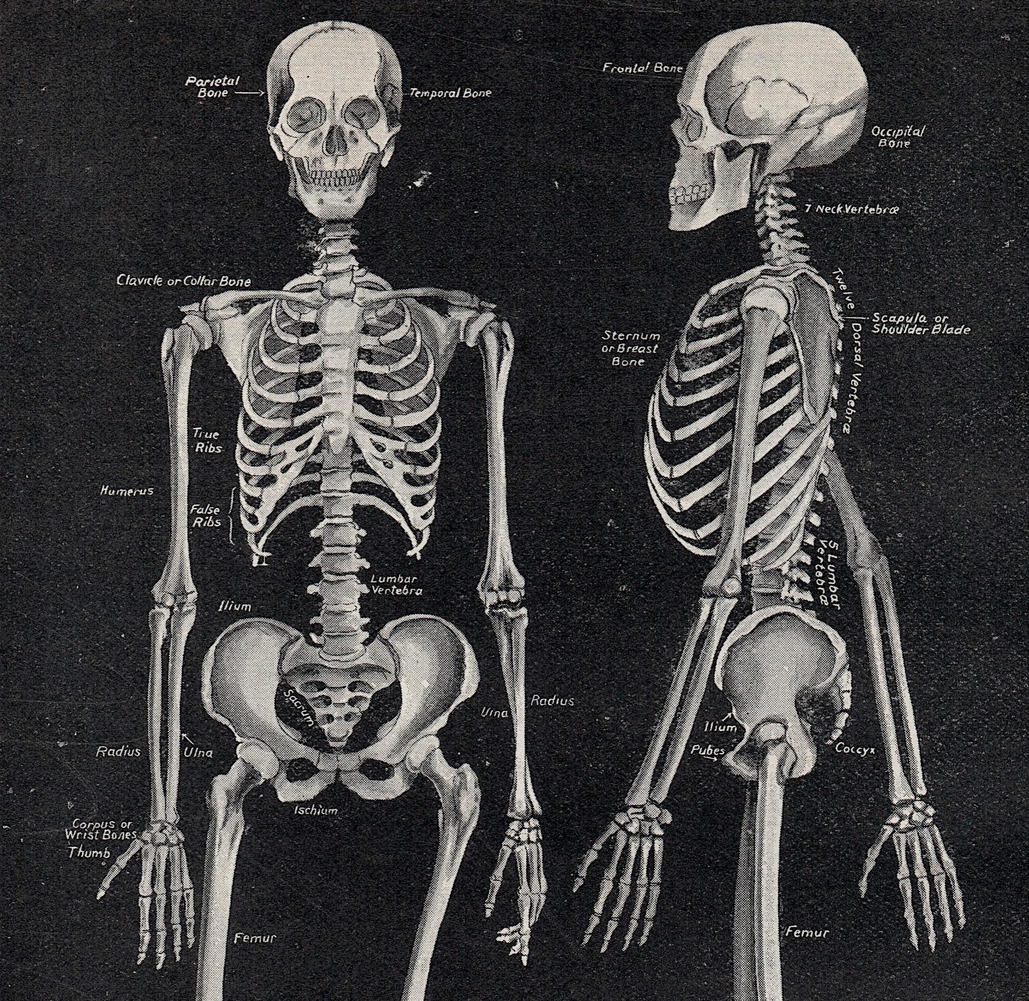 SKELETON Lithograph C. 1910 • Original Antique Print • Human Anatomy ...