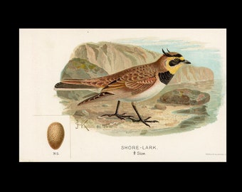 c. 1895 SHORE LARK bird & egg lithograph • original antique print • song bird print • bird with her egg print