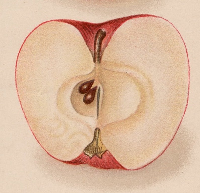 antique botanical print 1908 APPLE PRINT antique fruit print c williams apples original antique lithograph