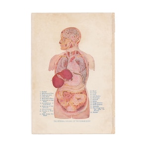 c. 1926 INTERNAL ORGANS lithograph • original antique print • medical illustration • human anatomy print • organ system • human body print